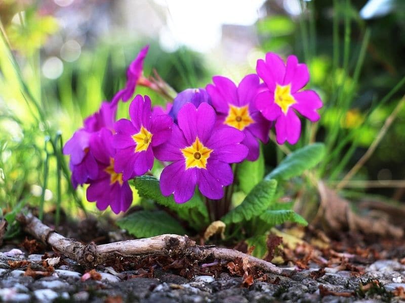 primevère violette