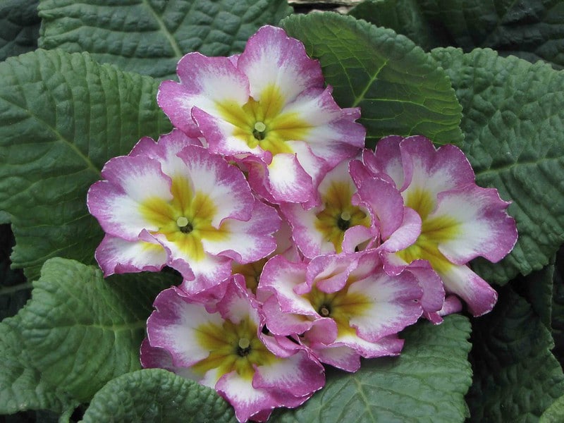 Primula acaulis