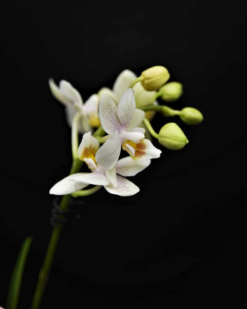 orchidée blanche