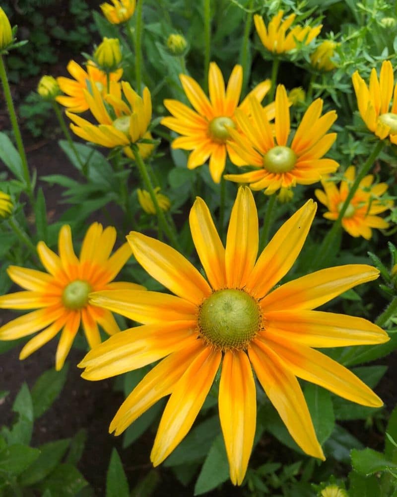 rudbeckia hirta soleil des prairies