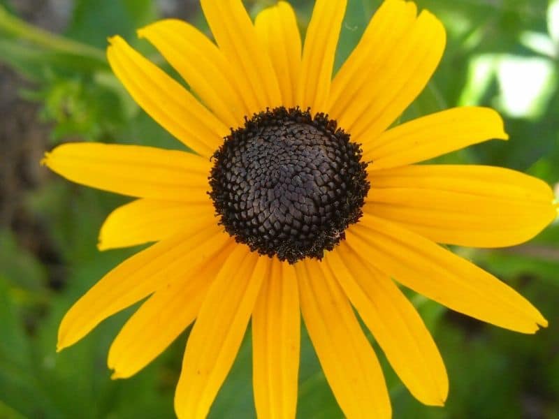 rudbeckia hirta été indien