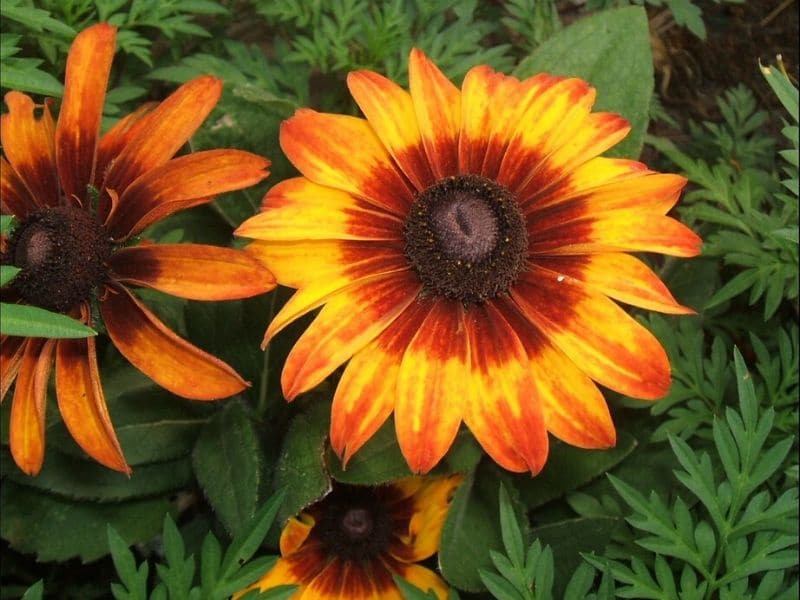 rudbeckia hirta couleurs d'automne