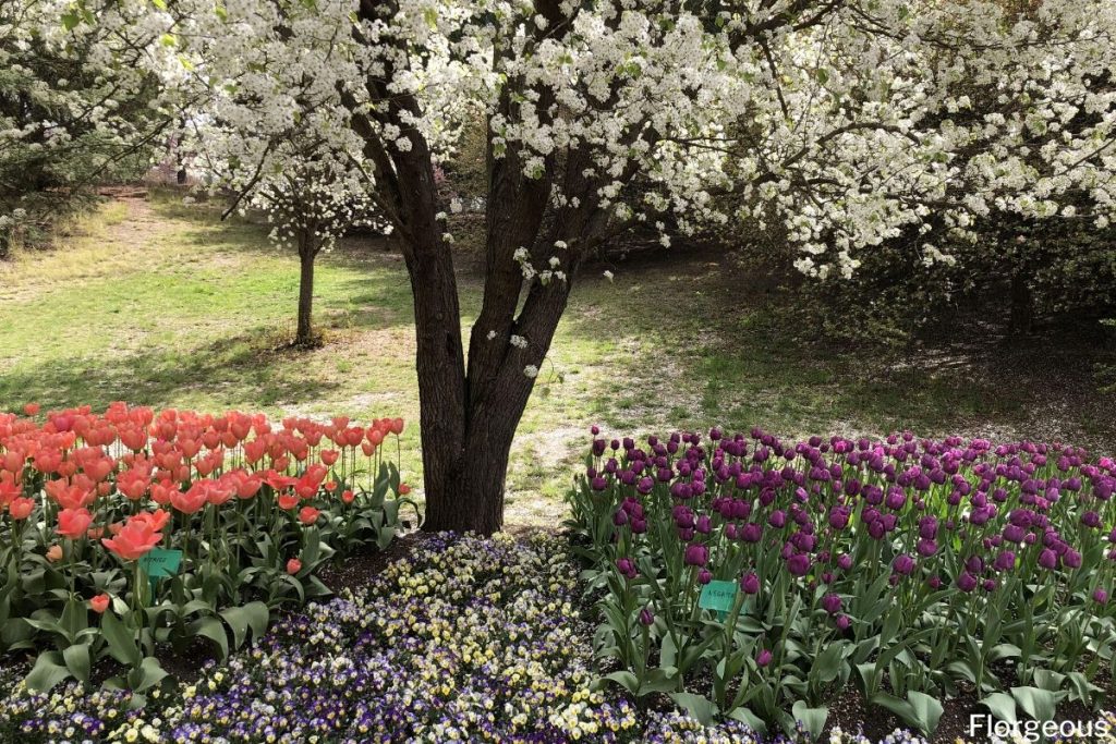 types de tulipes