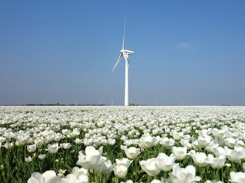 tulipes blanches dans un moulin à vent