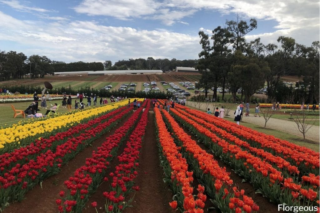 festival des tulipes