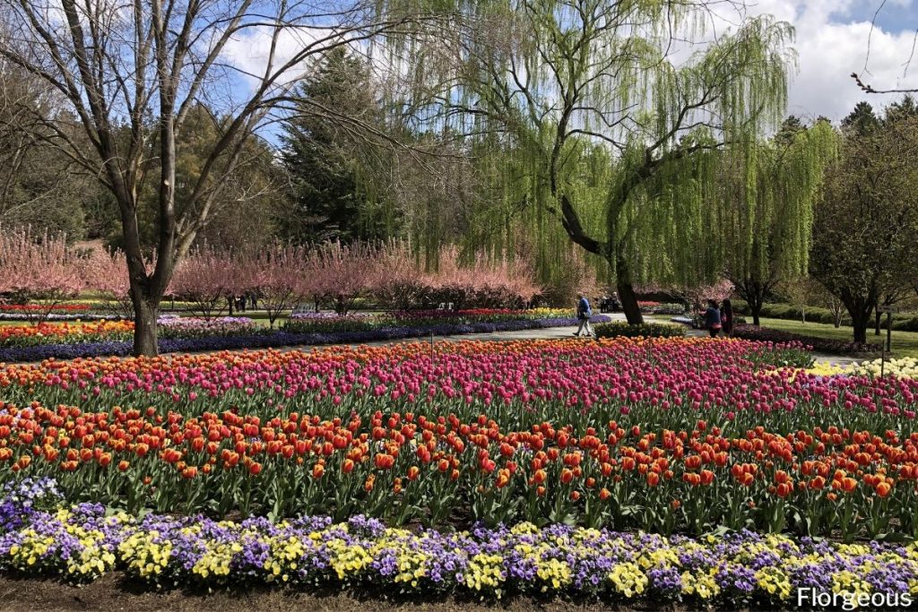 jardin de tulipes