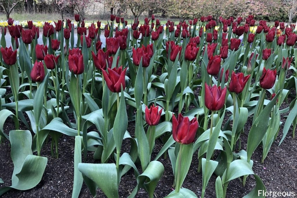 comment cultiver des tulipes
