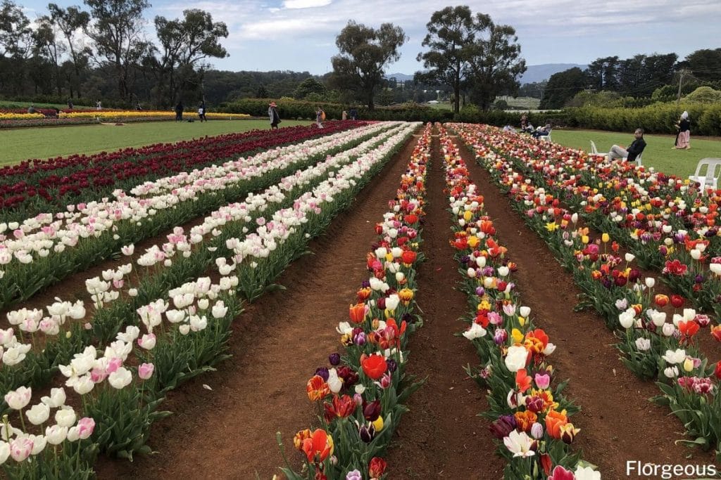 planter des tulipes