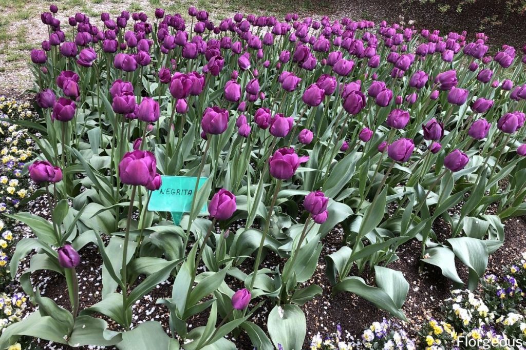fleurs de tulipes violettes