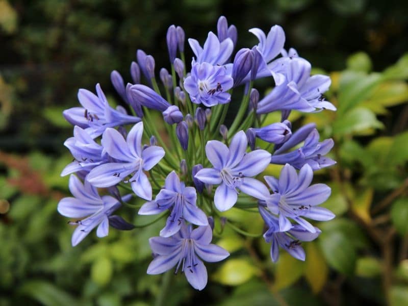 Agapanthus