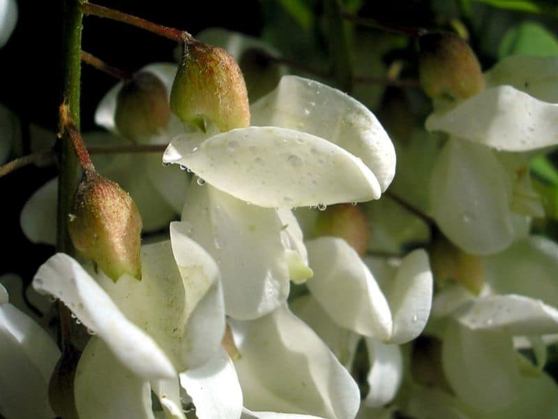 acacia blanc