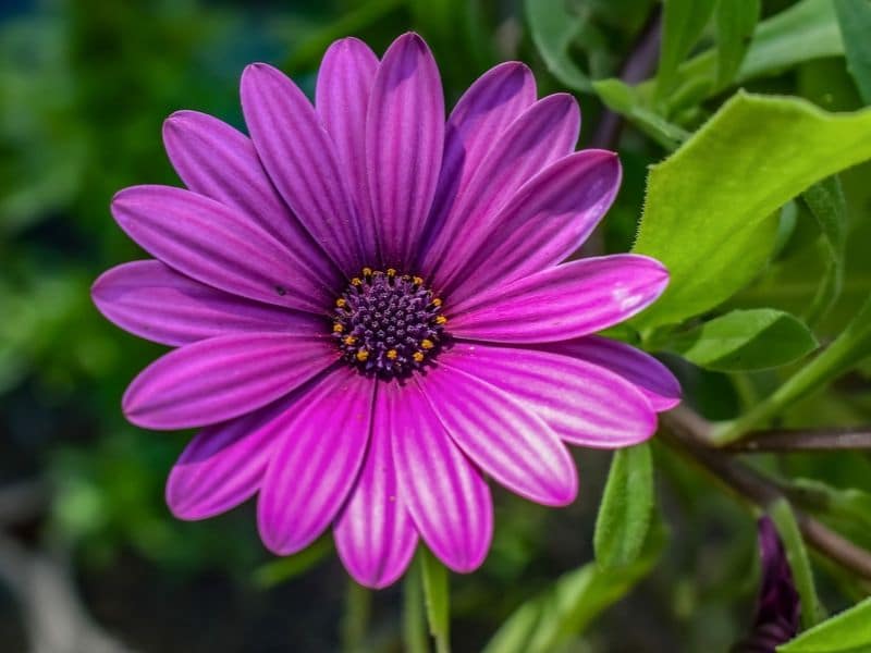 Marguerite d'Afrique