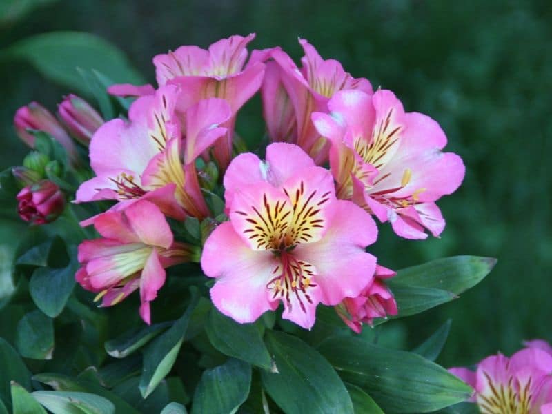 alstroemeria