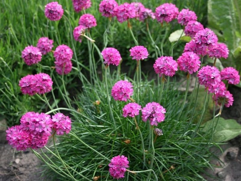 Armeria maritima