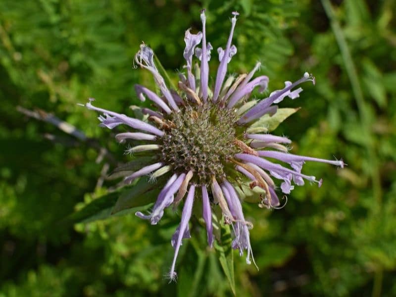 bergamote sauvage