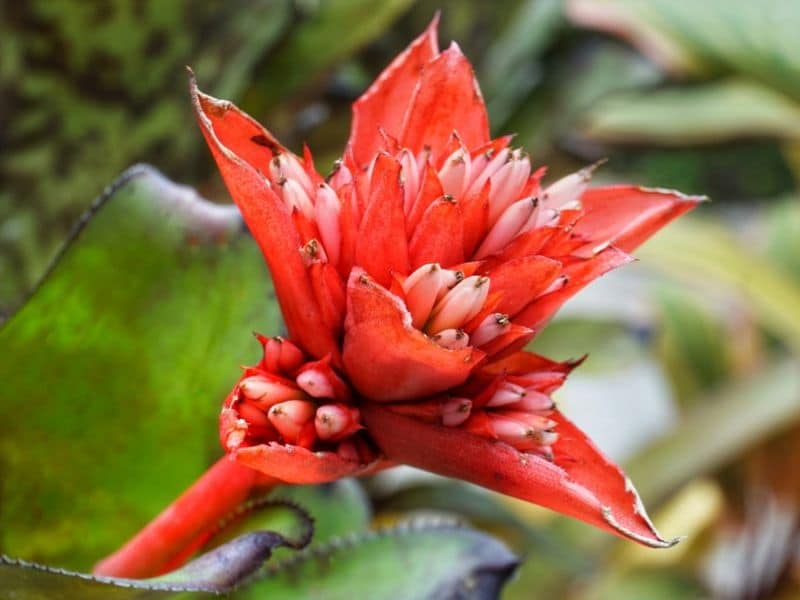 billbergia