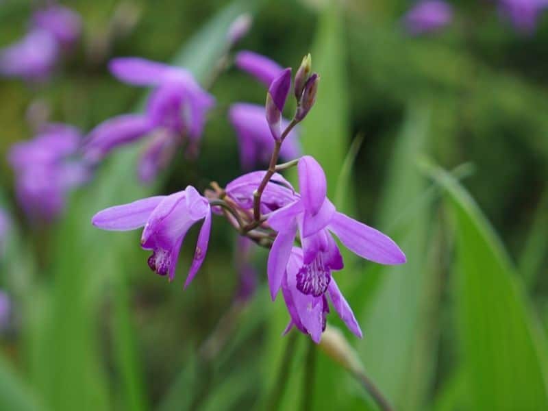 bletilla