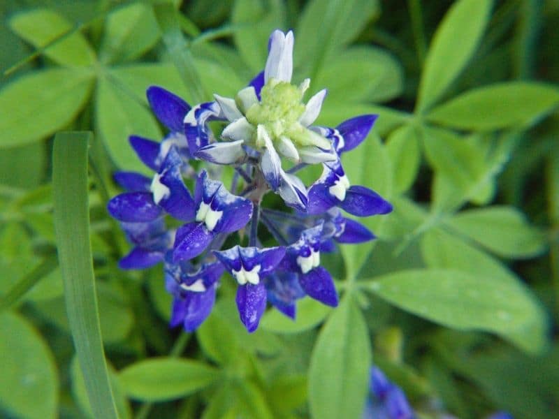 bluebonnets