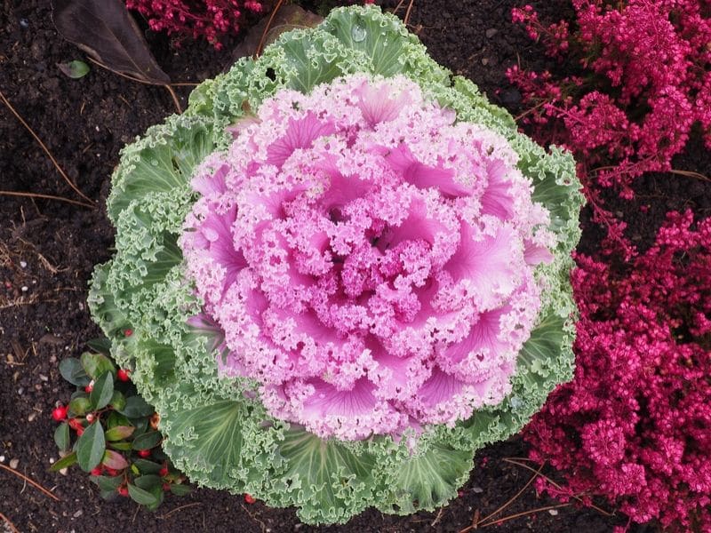 brassica