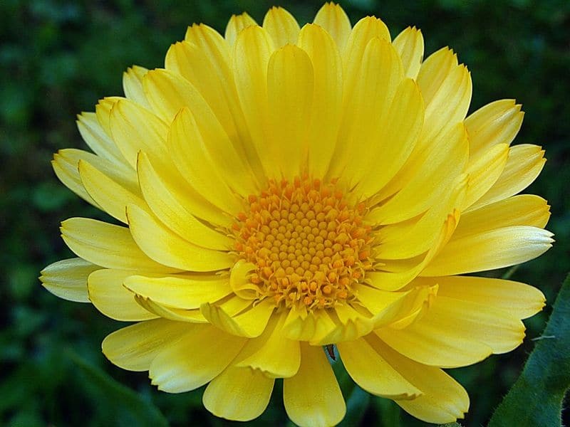 calendula