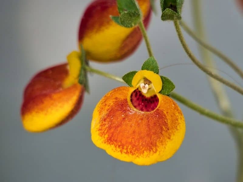 Calceolaria