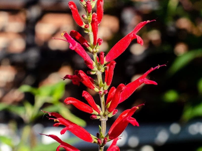fleur de cardinal