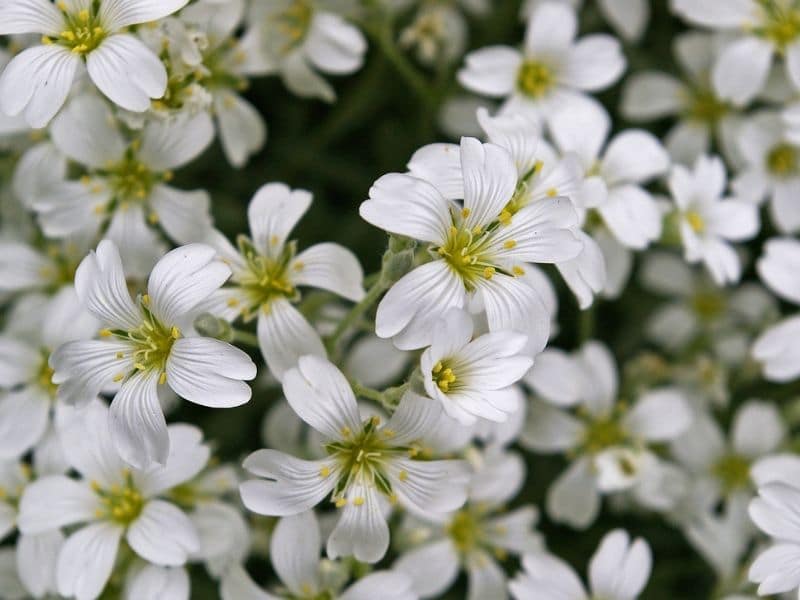 Cerastium tomentosum