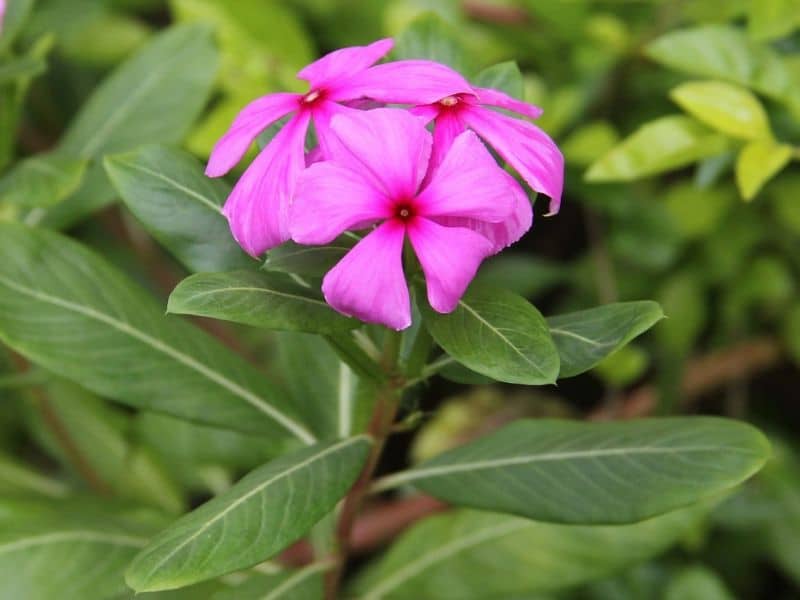 catharanthus rose