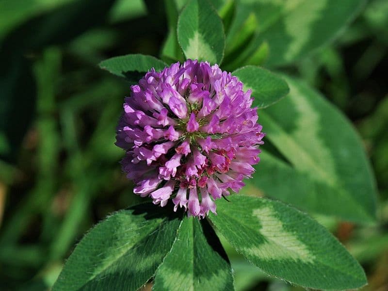 fleur de trèfle