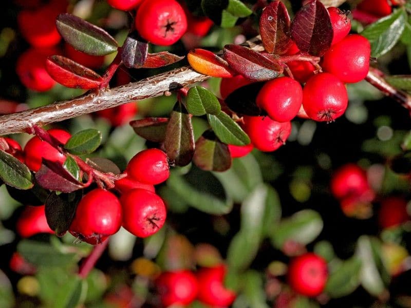 cotoneaster