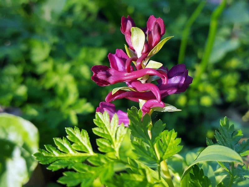 corydalis pourpre