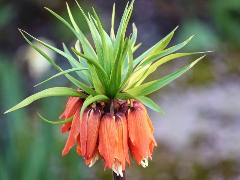 couronne impériale