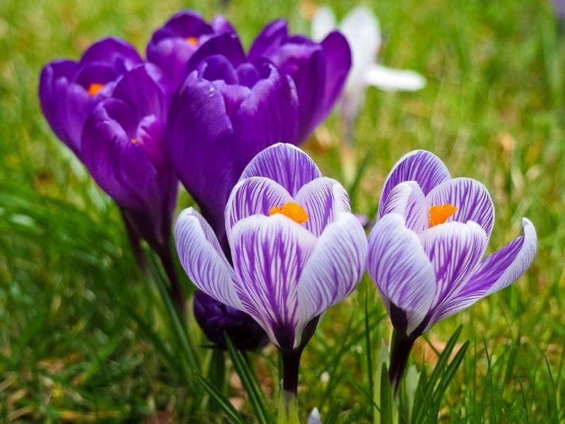 crocus