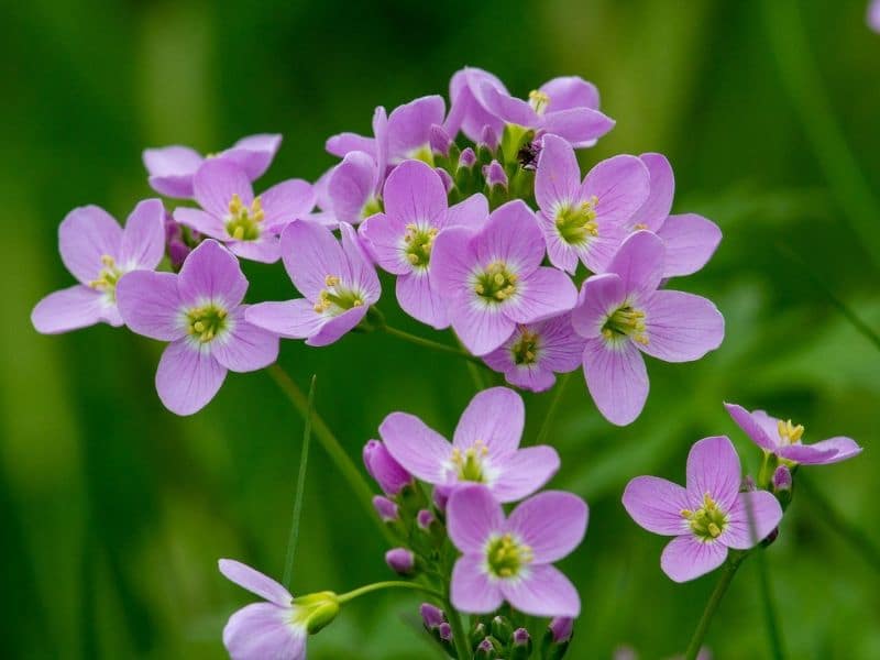 fleur de coucou