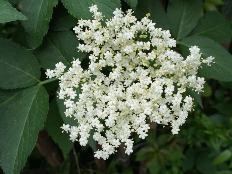 sureau