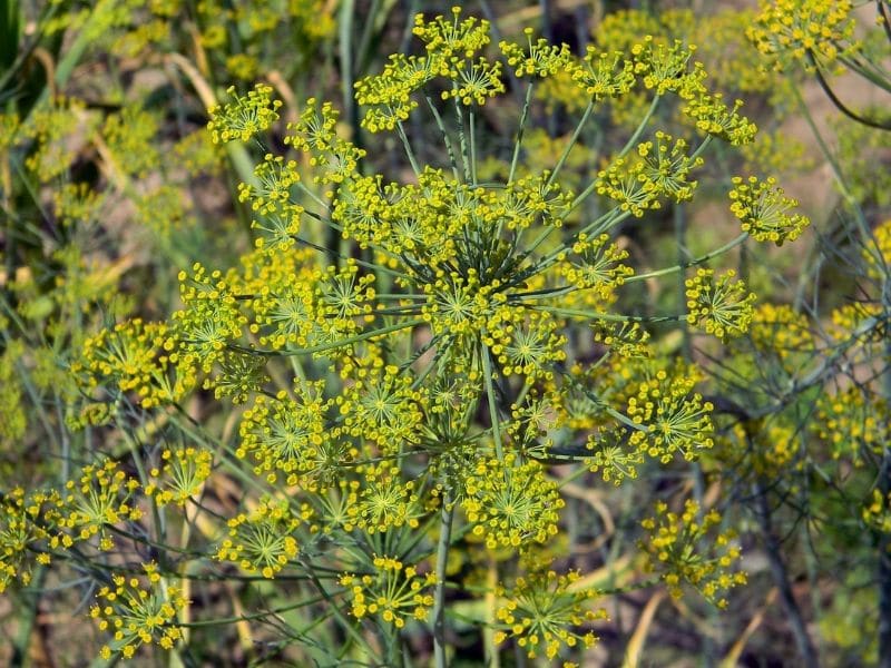 fleurs d'aneth