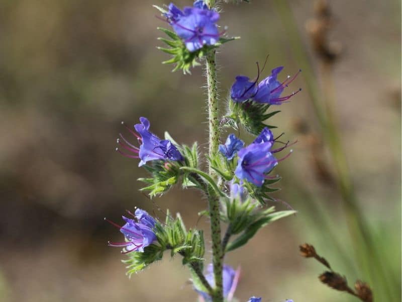 echium vulgare