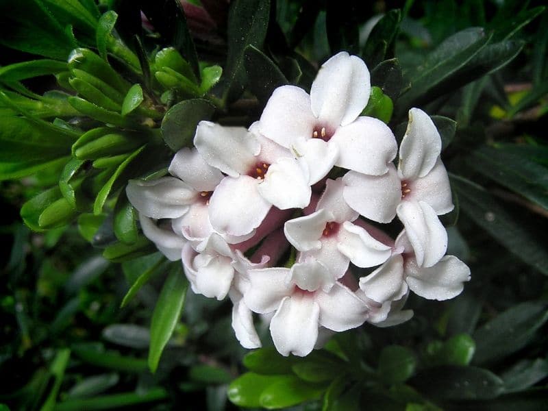 daphné blanc