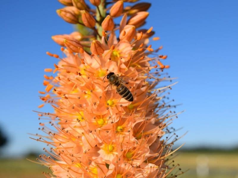 eremurus