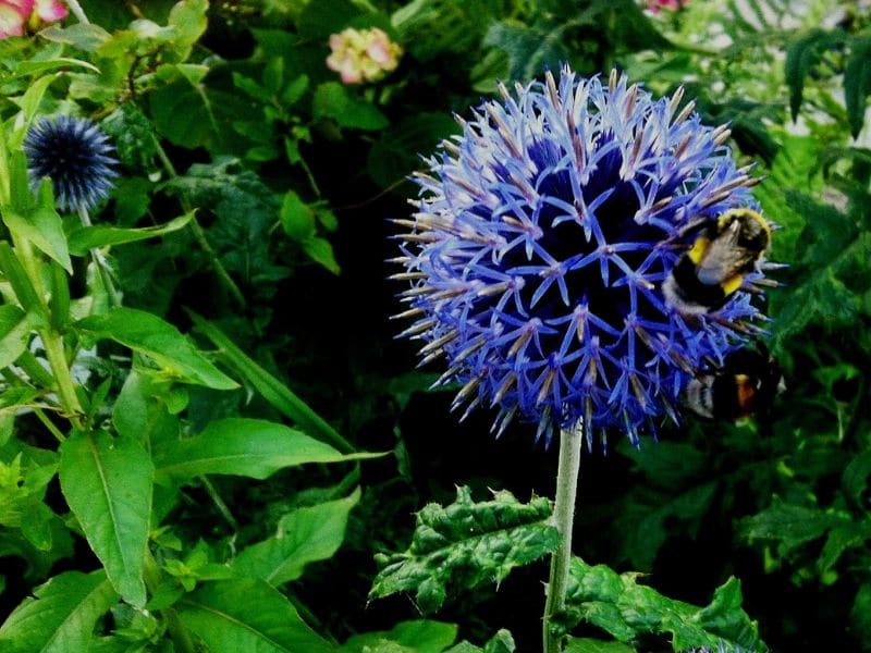 échinops