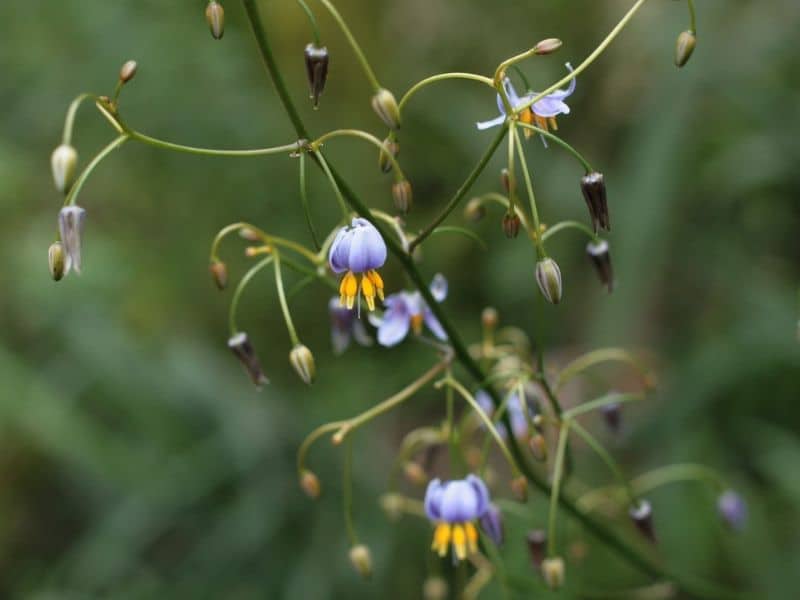 dianella tasmanica