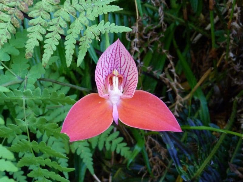 Disa uniflora