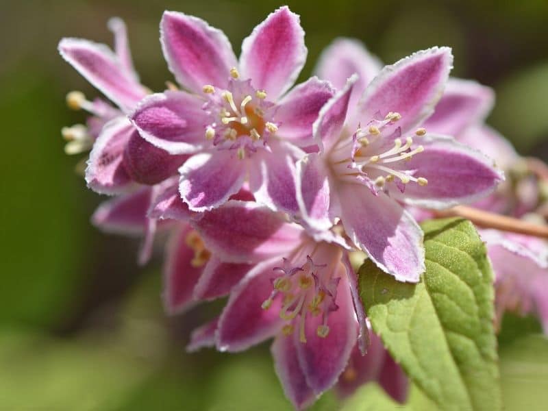 deutzia rose