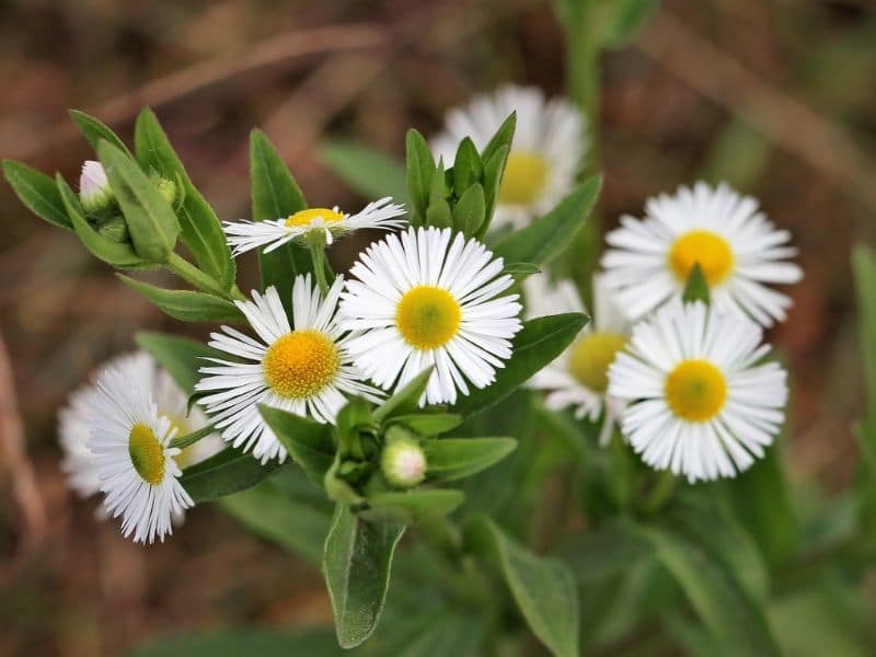 erigeron annuus