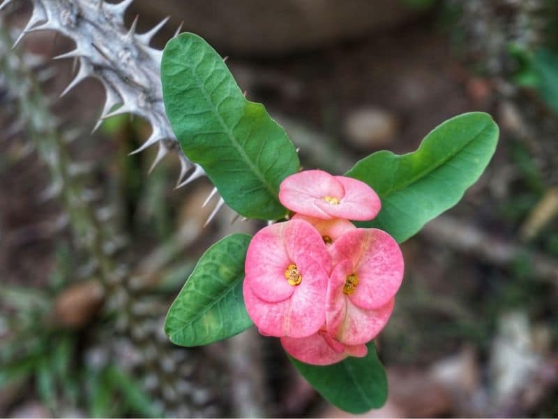 euphorbia milii