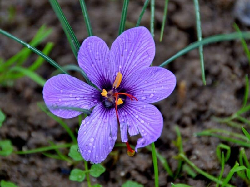 crocus d'automne