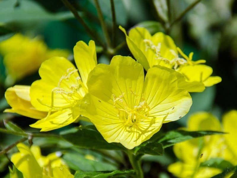 onagre jaune