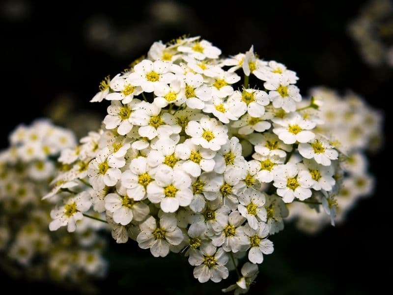 épine-vinette blanche