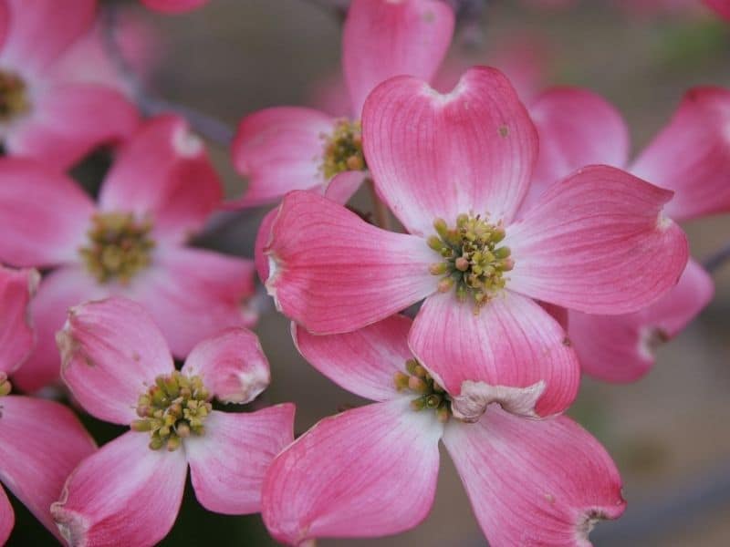 cornouiller fleuri