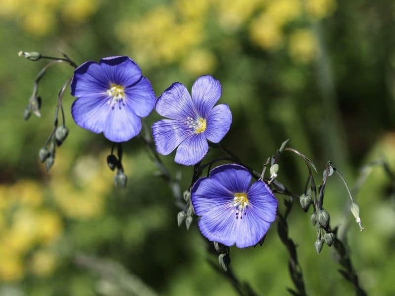fleur de lin bleue